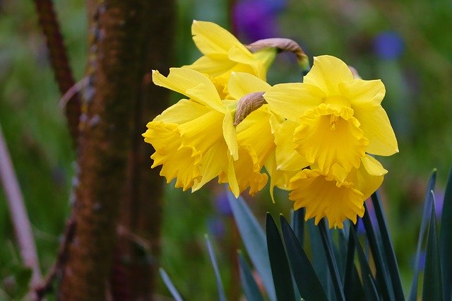 ດາວ​ໂຫຼດ​ຟຣີ Daffodils Osterglocken Spring - ຮູບ​ພາບ​ຟຣີ​ຫຼື​ຮູບ​ພາບ​ທີ່​ຈະ​ໄດ້​ຮັບ​ການ​ແກ້​ໄຂ​ກັບ GIMP ອອນ​ໄລ​ນ​໌​ບັນ​ນາ​ທິ​ການ​ຮູບ​ພາບ