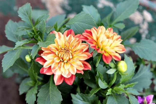 Free download dahlia herb flower nature spring free picture to be edited with GIMP free online image editor