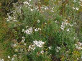 Free download Daisies on Gable Island free photo or picture to be edited with GIMP online image editor