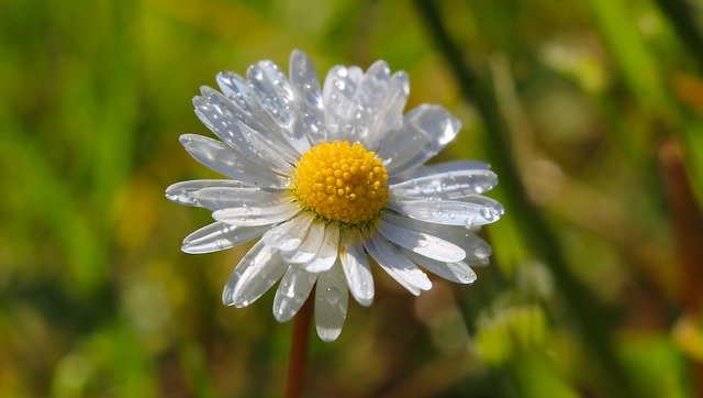 Free download daisy flower petals dew drops free picture to be edited with GIMP free online image editor