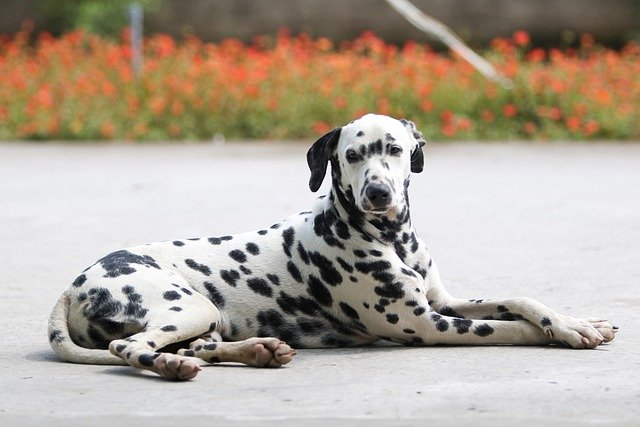 Free download dalmatian dog animal pet free picture to be edited with GIMP free online image editor