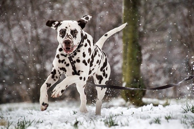 Free download dalmatian dog snow snowing leash free picture to be edited with GIMP free online image editor