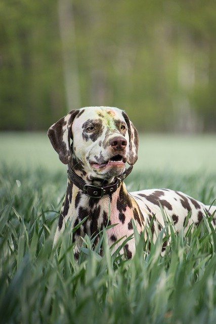 Free download dalmatians dog pet canine animal free picture to be edited with GIMP free online image editor