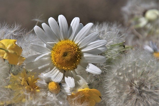 Free download dandelion common fluffy nuns seeds free picture to be edited with GIMP free online image editor