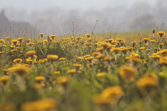 Tải xuống miễn phí Dandelion Field Nature - ảnh hoặc ảnh miễn phí được chỉnh sửa bằng trình chỉnh sửa ảnh trực tuyến GIMP