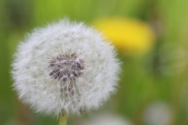 ດາວໂລດດອກ dandelion ດອກກຸຫຼາບດອກກຸຫຼາບຟຣີເພື່ອແກ້ໄຂດ້ວຍ GIMP ບັນນາທິການຮູບພາບອອນໄລນ໌ຟຣີ