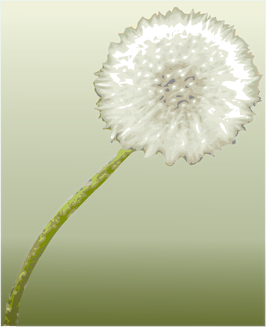 Free download Dandelion Flower Botany - Free vector graphic on Pixabay free illustration to be edited with GIMP free online image editor