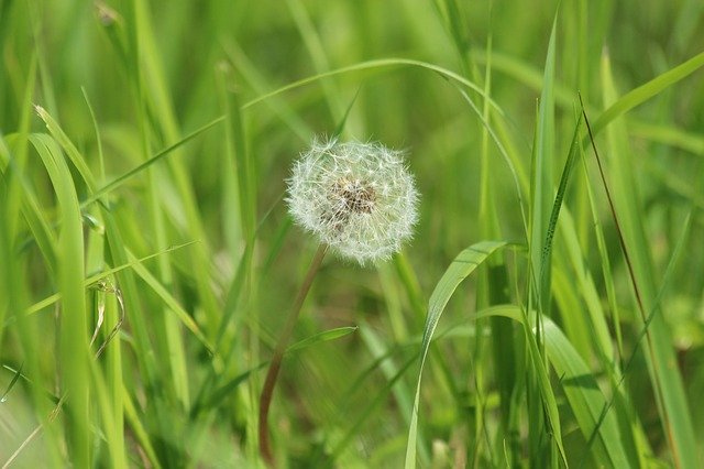 Free download dandelion furry fluffy dandelion free picture to be edited with GIMP free online image editor