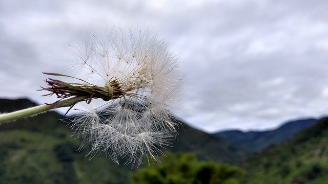 تنزيل Dandelion Nature Green مجانًا - صورة مجانية أو صورة يتم تحريرها باستخدام محرر الصور عبر الإنترنت GIMP