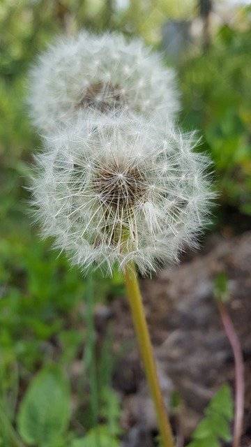 ດາວ​ໂຫຼດ​ຟຣີ Dandelion Nature Plant - ຮູບ​ພາບ​ຟຣີ​ຫຼື​ຮູບ​ພາບ​ທີ່​ຈະ​ໄດ້​ຮັບ​ການ​ແກ້​ໄຂ​ກັບ GIMP ອອນ​ໄລ​ນ​໌​ບັນ​ນາ​ທິ​ການ​ຮູບ​ພາບ​