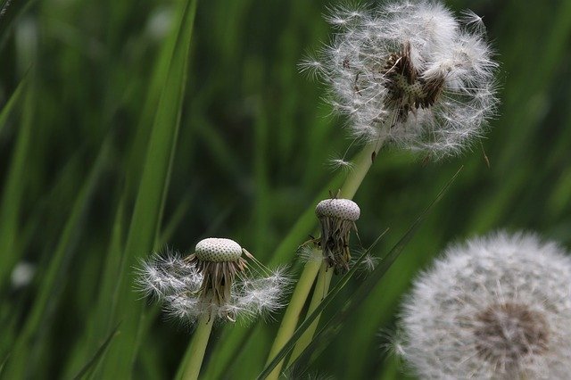 ดาวน์โหลดฟรี dandelion nuns down closeup plant free picture to be edited with GIMP free online image editor