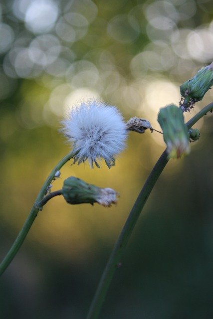 Free download dandelions bokeh plant stalk flora free picture to be edited with GIMP free online image editor