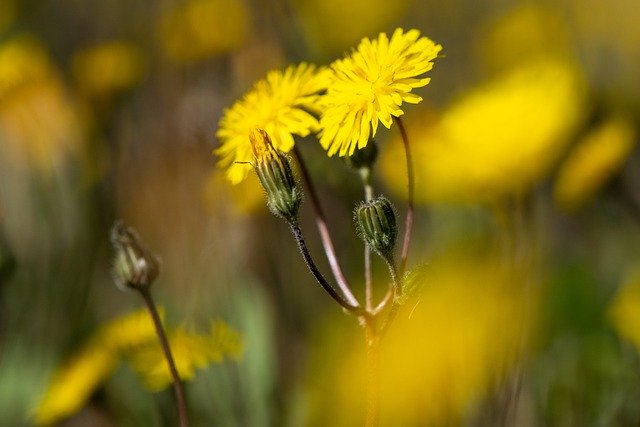 Free download dandelions flowers yellow flowers free picture to be edited with GIMP free online image editor