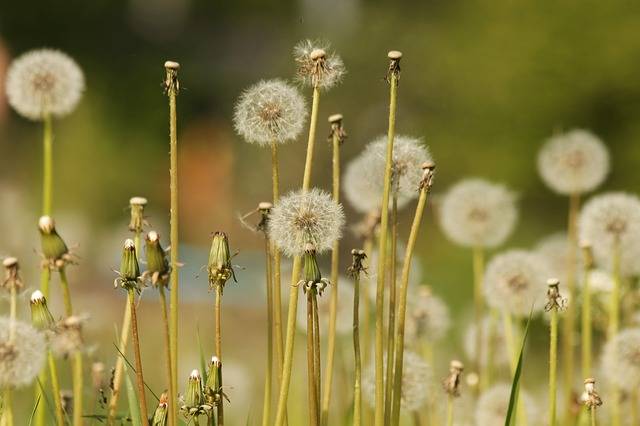 GIMP मुफ्त ऑनलाइन छवि संपादक के साथ संपादित करने के लिए dandelions प्यारे भुलक्कड़ dandelions मुफ्त चित्र डाउनलोड करें