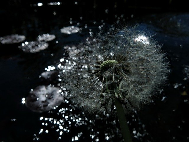 ດາວ​ໂຫຼດ​ຟຣີ Dandelion Sparkle Magic - ຮູບ​ພາບ​ຟຣີ​ຫຼື​ຮູບ​ພາບ​ທີ່​ຈະ​ໄດ້​ຮັບ​ການ​ແກ້​ໄຂ​ກັບ GIMP ອອນ​ໄລ​ນ​໌​ບັນ​ນາ​ທິ​ການ​ຮູບ​ພາບ​