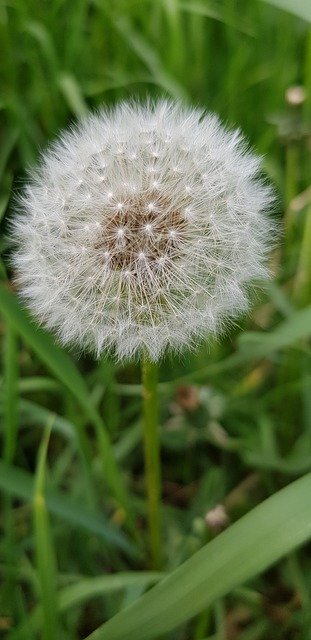 ດາວໂຫລດ Dandelion Summer Plant ຟຣີ - ຮູບພາບຫຼືຮູບພາບທີ່ບໍ່ເສຍຄ່າເພື່ອແກ້ໄຂດ້ວຍບັນນາທິການຮູບພາບອອນໄລນ໌ GIMP