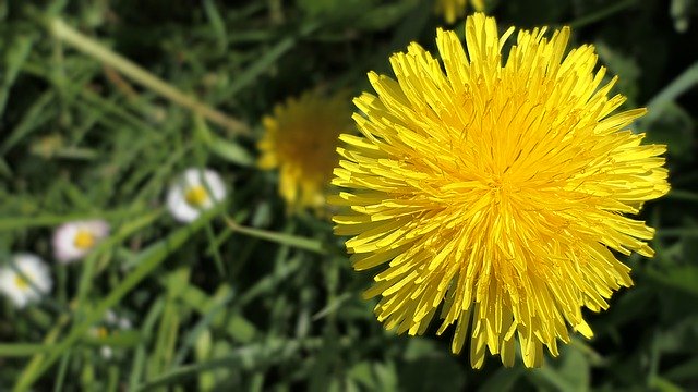 Free download dandelion white yellow flower free picture to be edited with GIMP free online image editor