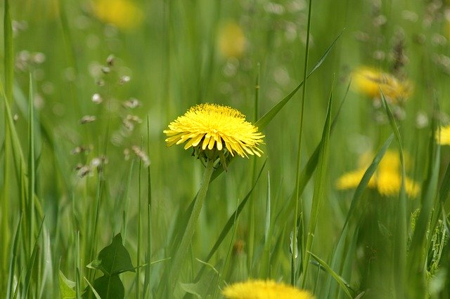 Free download dandelion yellow flower pollen free picture to be edited with GIMP free online image editor