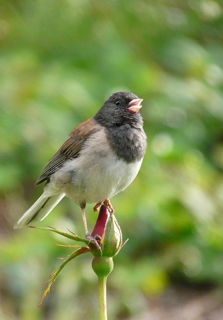 Free download dark eyed junco bird animal junco free picture to be edited with GIMP free online image editor