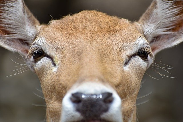 Free download deer animal head white tailed deer free picture to be edited with GIMP free online image editor