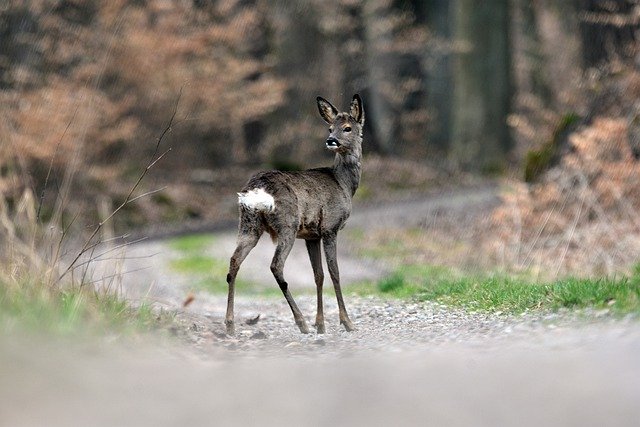 Free download deer animal wildlife doe mammal free picture to be edited with GIMP free online image editor