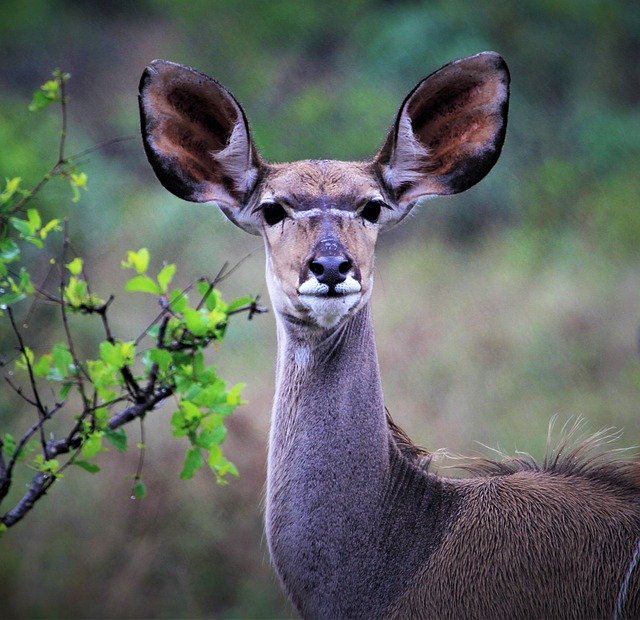 Free download deer buck kudu wildlife africa free picture to be edited with GIMP free online image editor