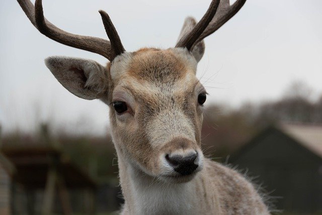 Free download deer buck reindeer portrait mammal free picture to be edited with GIMP free online image editor