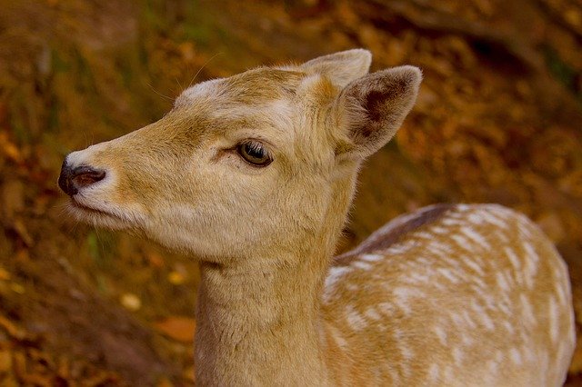 Kostenloser Download Hirsch fällt wildes Naturtier kostenloses Bild, das mit dem kostenlosen Online-Bildeditor GIMP bearbeitet werden kann