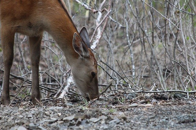 Free download deer hybrid x axis deer elk free picture to be edited with GIMP free online image editor