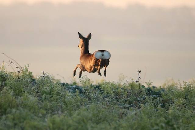 Téléchargement gratuit de cerf saut plantes biche femelle cerf image gratuite à éditer avec l'éditeur d'images en ligne gratuit GIMP