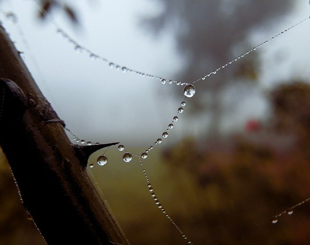 تنزيل مجاني Dewdrop Spiderweb Spider - صورة مجانية أو صورة مجانية لتحريرها باستخدام محرر الصور GIMP عبر الإنترنت