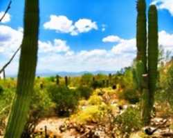 Free download Digital Cartoon of Saguaro Cacti at the Arizona-Sonora Desert Museum in Tucson free photo or picture to be edited with GIMP online image editor