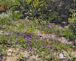 ດາວ​ໂຫຼດ​ຟຣີ Digital Moku Hanga Woodblock Print of Flowers and Cacti ຢູ່​ທີ່ Arizona-Sonora Desert ພິ​ພິ​ທະ​ພັນ​ຮູບ​ພາບ​ຟຣີ​ຫຼື​ຮູບ​ພາບ​ທີ່​ຈະ​ໄດ້​ຮັບ​ການ​ແກ້​ໄຂ​ກັບ GIMP ອອນ​ໄລ​ນ​໌​ບັນ​ນາ​ທິ​ການ​ຮູບ​ພາບ