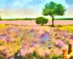 Free download Digital Oil Painting of a Petunia Field in Fredericksburg, TX free photo or picture to be edited with GIMP online image editor