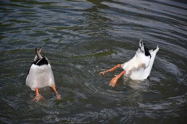 Téléchargement gratuit Diving Duck Water - photo ou image gratuite à éditer avec l'éditeur d'images en ligne GIMP