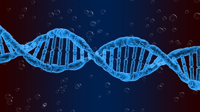 ດາວ​ໂຫຼດ​ຟຣີ Dna Genetics Biology ຮູບ​ພາບ​ຟຣີ​ທີ່​ຈະ​ໄດ້​ຮັບ​ການ​ແກ້​ໄຂ​ດ້ວຍ​ບັນ​ນາ​ທິ​ການ​ຮູບ​ພາບ​ອອນ​ໄລ​ນ​໌ GIMP​