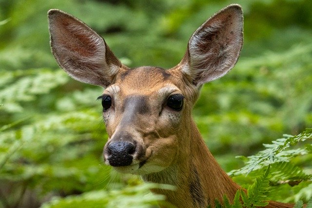 Free download doe deer animal forest mammal free picture to be edited with GIMP free online image editor