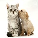 Bildschirm „Dog And Cat Love Theme“ für die Erweiterung des Chrome-Webshops in OffiDocs Chromium