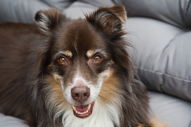 Free download dog australian shepherd pet canine free picture to be edited with GIMP free online image editor