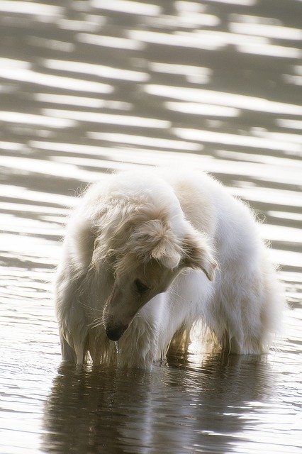 دانلود رایگان قالب عکس Dog Borzoi Water برای ویرایش با ویرایشگر تصویر آنلاین GIMP