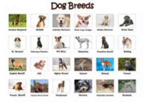 Free download Dog Breeds free photo or picture to be edited with GIMP online image editor