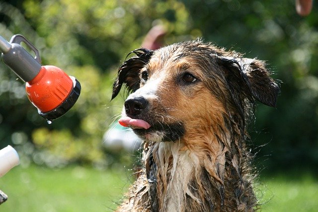 Free download dog canine playful shower wet free picture to be edited with GIMP free online image editor