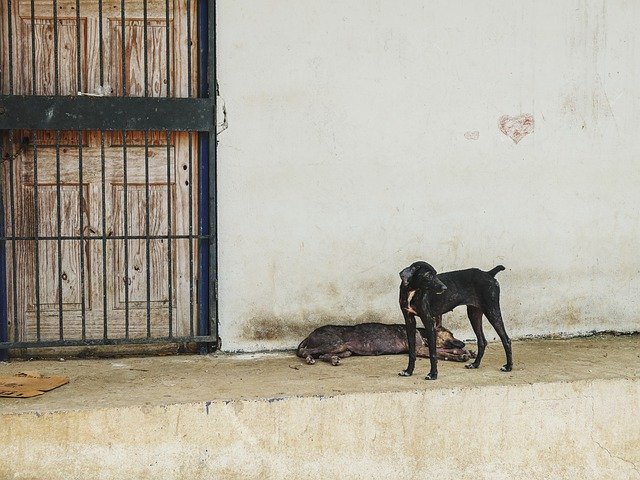 Free download dog canine street rural vintage free picture to be edited with GIMP free online image editor