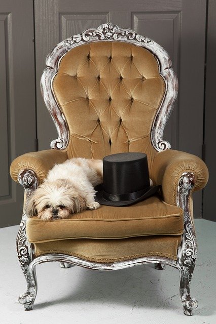 Download grátis Dog Chair Top Hat - foto ou imagem grátis para ser editada com o editor de imagens online GIMP