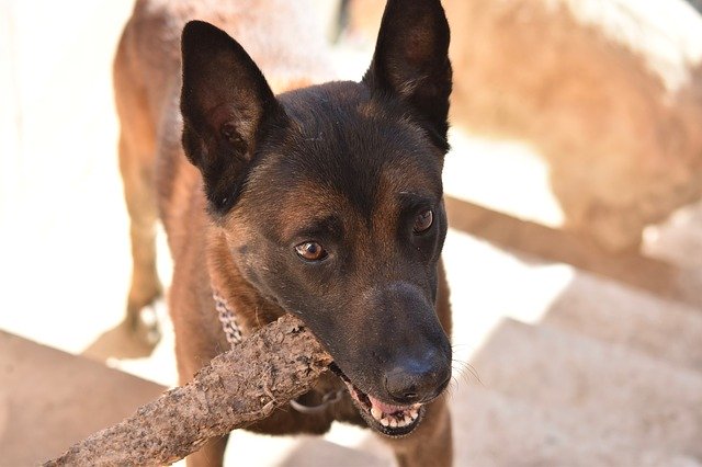 Unduh gratis Dog Chien Berger Beige Malinois - foto atau gambar gratis untuk diedit dengan editor gambar online GIMP