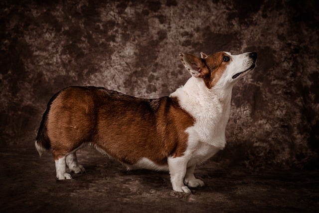 Scarica gratuitamente l'immagine gratuita dello sfondo dell'animale domestico del cane corgi da modificare con l'editor di immagini online gratuito GIMP