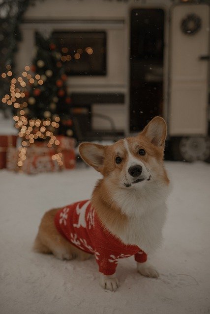 دانلود رایگان ژاکت کورگی سگ کریسمس عکس رایگان برای ویرایش با ویرایشگر تصویر آنلاین رایگان GIMP