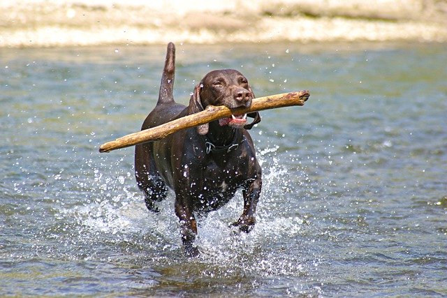 Free download dog fetch river free picture to be edited with GIMP free online image editor