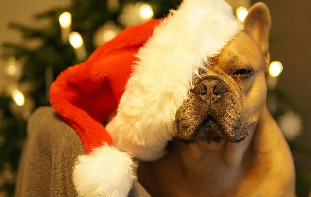 Free download dog french bulldog christmas weary free picture to be edited with GIMP free online image editor