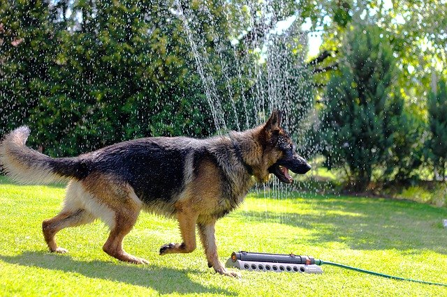 Free download dog german shepherd animal loyalty free picture to be edited with GIMP free online image editor